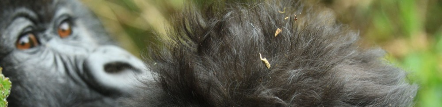 Gorilla
